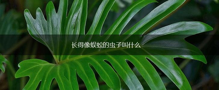 长得像蜈蚣的虫子叫什么,第1张
