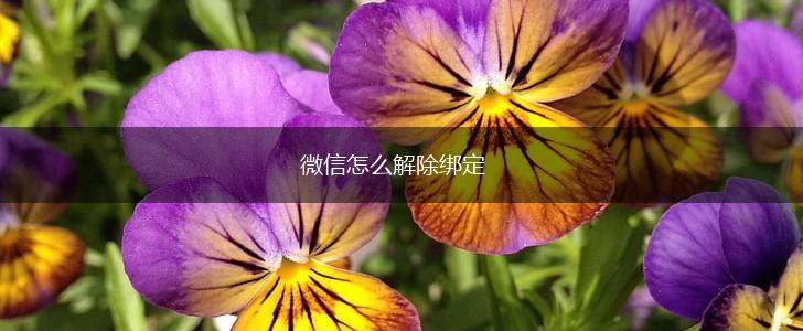 微信怎么解除绑定,第1张