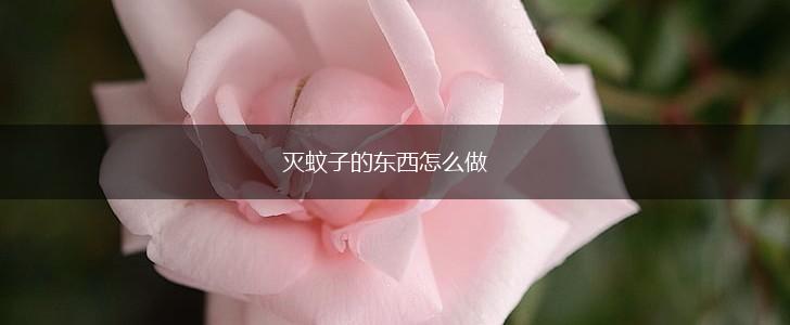 灭蚊子的东西怎么做,第1张