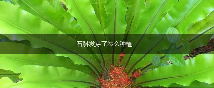 石斛发芽了怎么种植,第1张