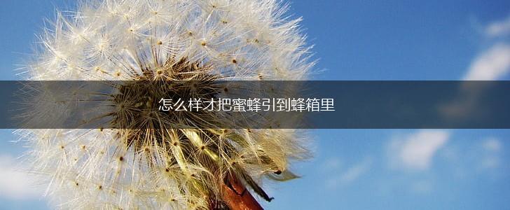 怎么样才把蜜蜂引到蜂箱里,第1张