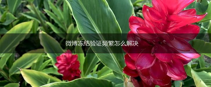 微博冻结验证频繁怎么解决,第1张
