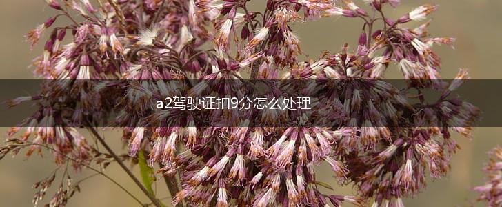 a2驾驶证扣9分怎么处理,第1张