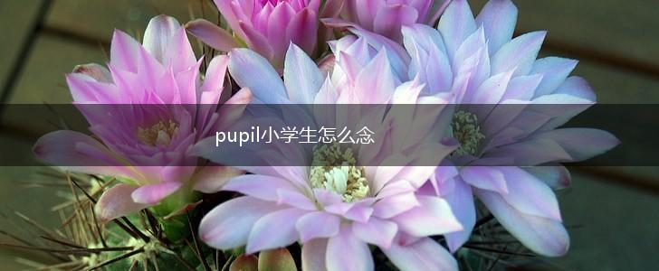 pupil小学生怎么念,第1张