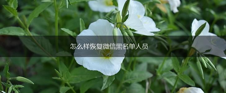 怎么样恢复微信黑名单人员,第1张
