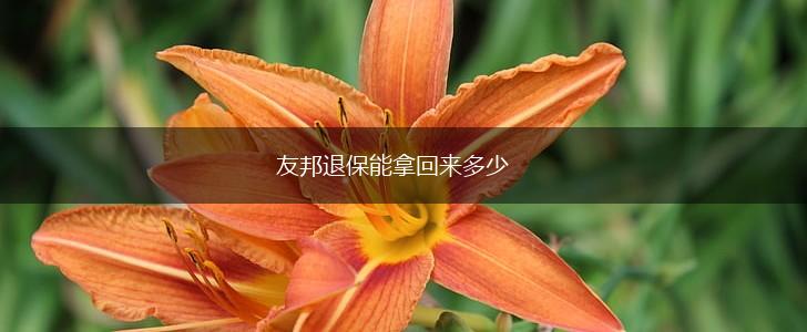 友邦退保能拿回来多少,第1张