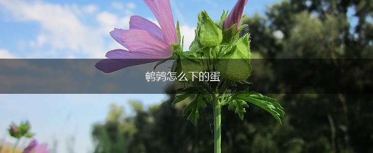 鹌鹑怎么下的蛋,第1张