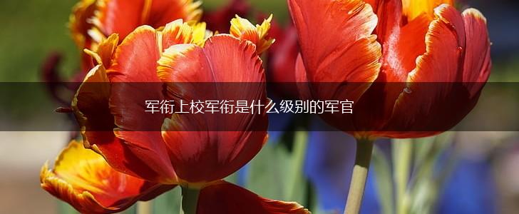 军衔上校军衔是什么级别的军官,第1张