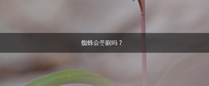 蜘蛛会冬眠吗？,第1张