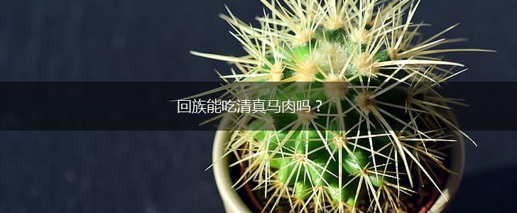 回族能吃清真马肉吗？,第1张