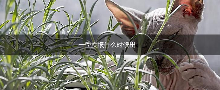 一季度报什么时候出,第1张