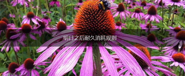 明日之后耐久消耗规则,第1张