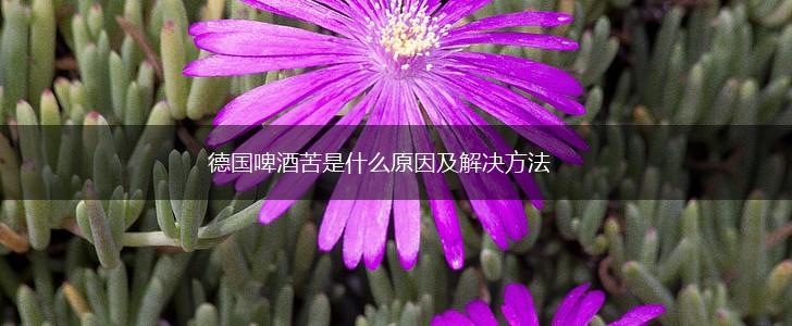 德国啤酒苦是什么原因及解决方法,第1张