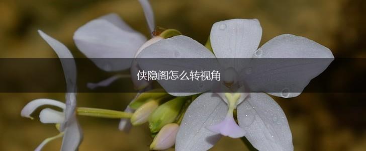 侠隐阁怎么转视角,第1张