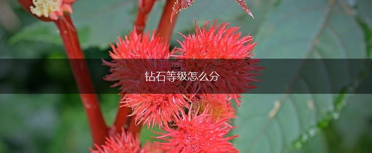 钻石等级怎么分,第1张
