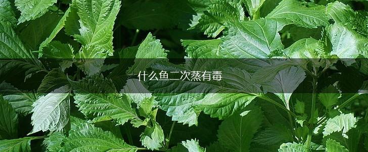 什么鱼二次蒸有毒,第1张