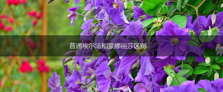 普通埃尔法和蒙娜丽莎区别,第1张