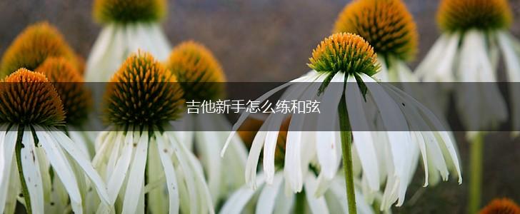 吉他新手怎么练和弦,第1张