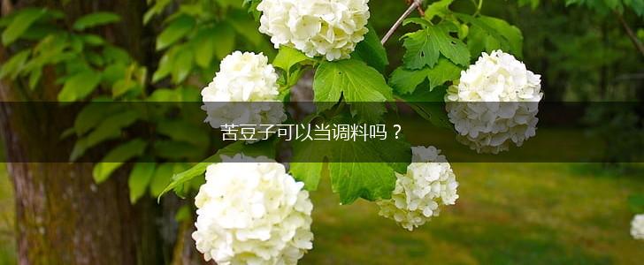 苦豆子可以当调料吗？,第1张