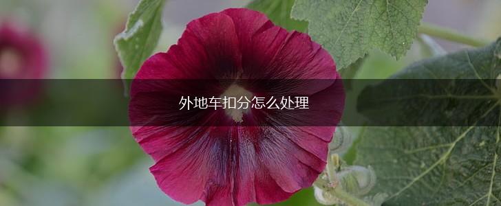 外地车扣分怎么处理,第1张