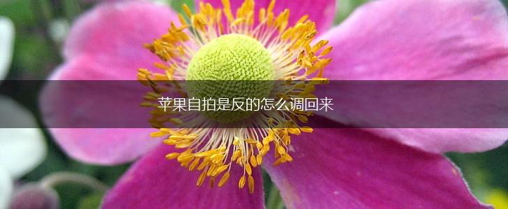 苹果自拍是反的怎么调回来,第1张