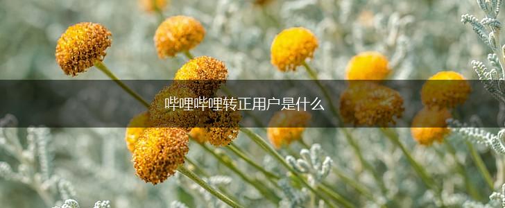 哔哩哔哩转正用户是什么,第1张