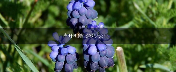 直升机能飞多少公里,第1张