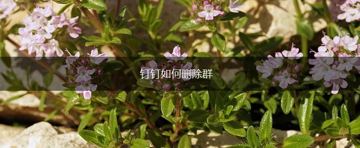 钉钉如何删除群,第1张