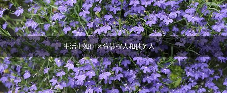 生活中如何区分债权人和债务人,第1张