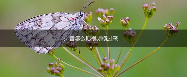抖音怎么把视频横过来,第1张