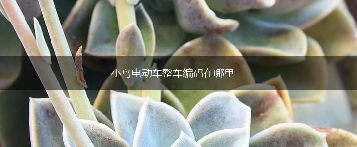 小鸟电动车整车编码在哪里,第1张