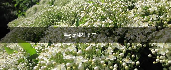粤g是哪里的车牌,第1张
