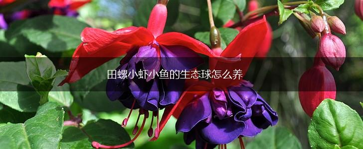 田螺小虾小鱼的生态球怎么养,第1张