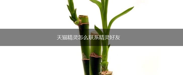 天猫精灵怎么联系精灵好友,第1张