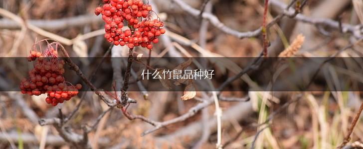 什么竹鼠品种好,第1张