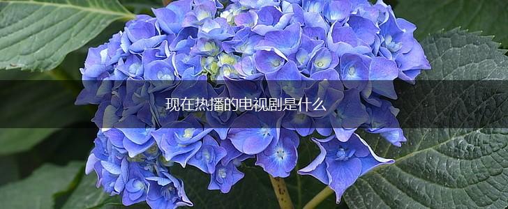 现在热播的电视剧是什么,第1张