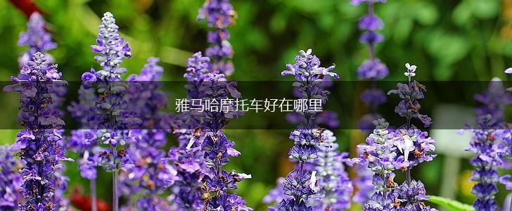 雅马哈摩托车好在哪里,第1张