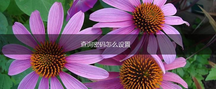 查询密码怎么设置,第1张