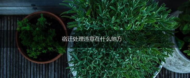 宿迁处理违章在什么地方,第1张