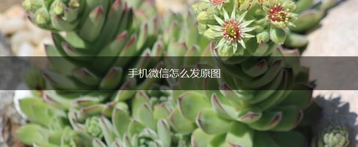 手机微信怎么发原图,第1张