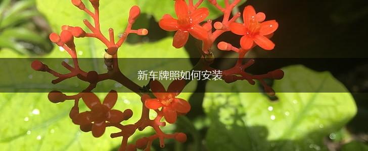 新车牌照如何安装,第1张