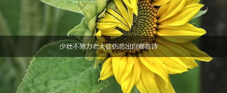 少壮不努力老大徒伤悲出自哪首诗,第1张