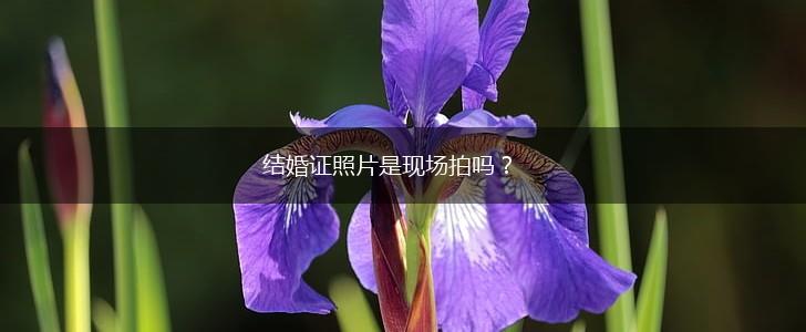 结婚证照片是现场拍吗？,第1张