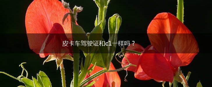 皮卡车驾驶证和c1一样吗？,第1张