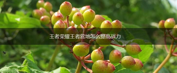 王者荣耀王者营地怎么提高战力,第1张
