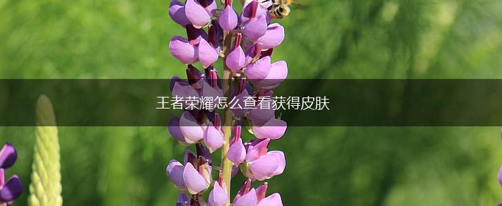 王者荣耀怎么查看获得皮肤,第1张