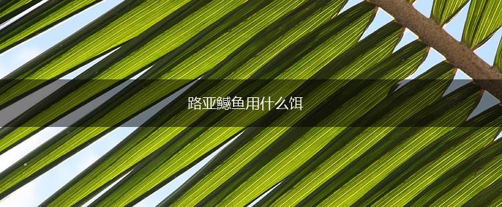路亚鱤鱼用什么饵,第1张