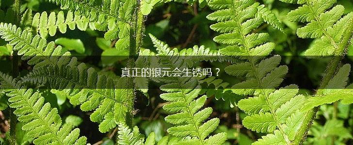 真正的银元会生锈吗？,第1张