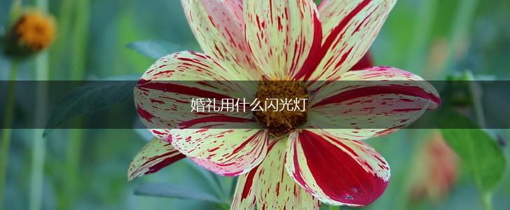 婚礼用什么闪光灯,第1张