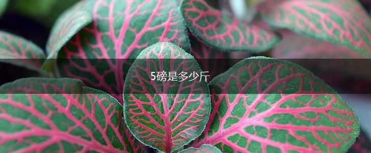 5磅是多少斤,第1张